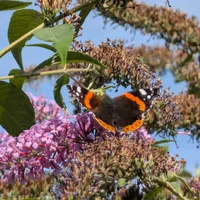 Wildlife encounter 5