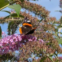 Wildlife encounter 6