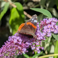 Wildlife encounter 7