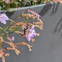 Wildlife encounter 9