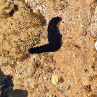 Wildlife encounter 1