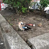 Wildlife encounter 2