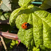 Wildlife encounter 12