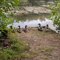 Wildlife encounter 8