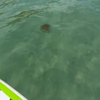 Wildlife encounter 7