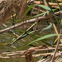 Wildlife encounter 24