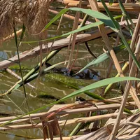 Wildlife encounter 25