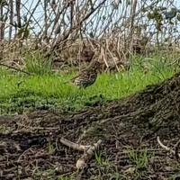 Wildlife encounter 4