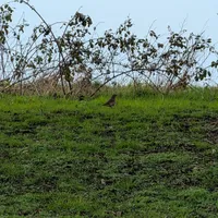 Wildlife encounter 1