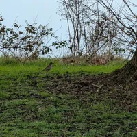 Wildlife encounter 3