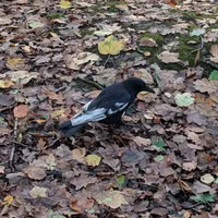 Wildlife encounter 10