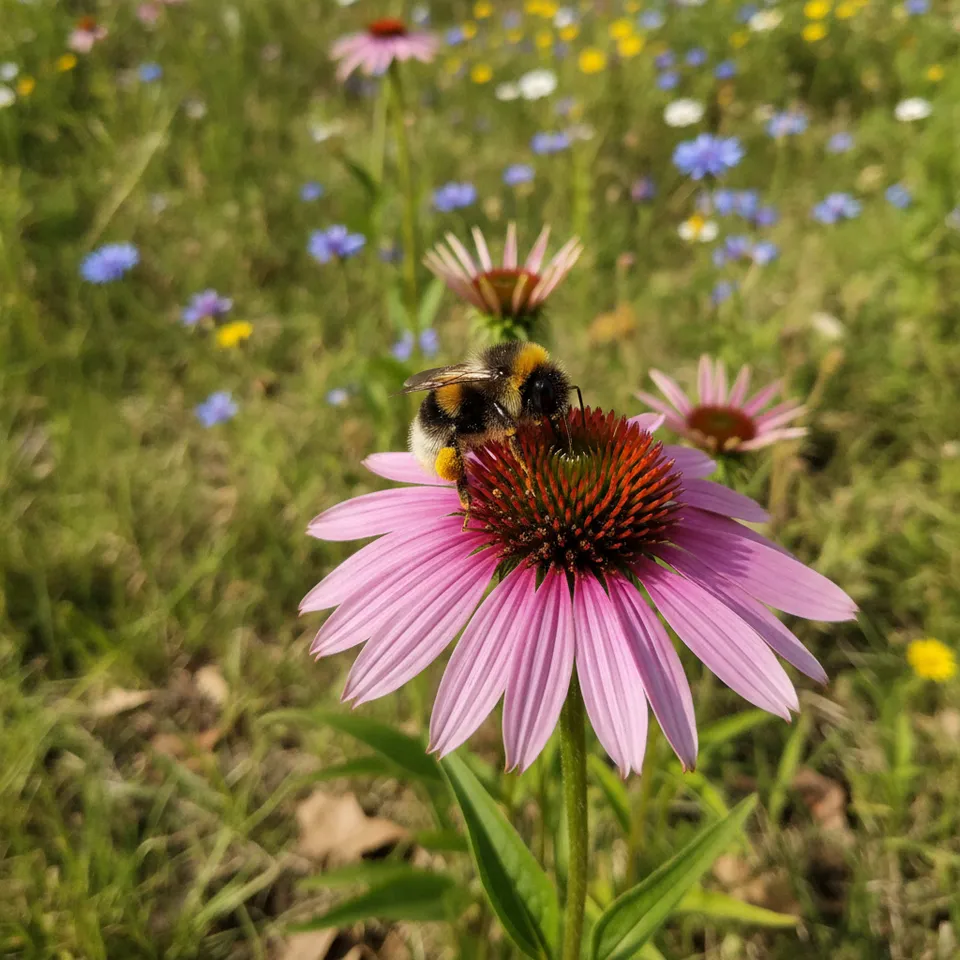 Bumblebee thumbnail