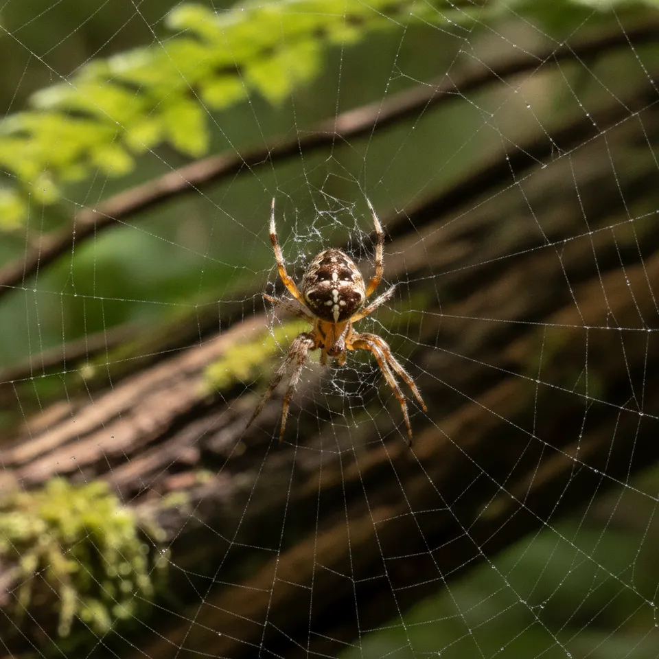 Cobweb Spider thumbnail