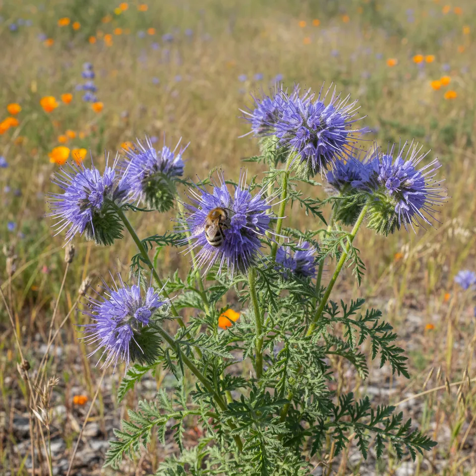 Phacelia thumbnail
