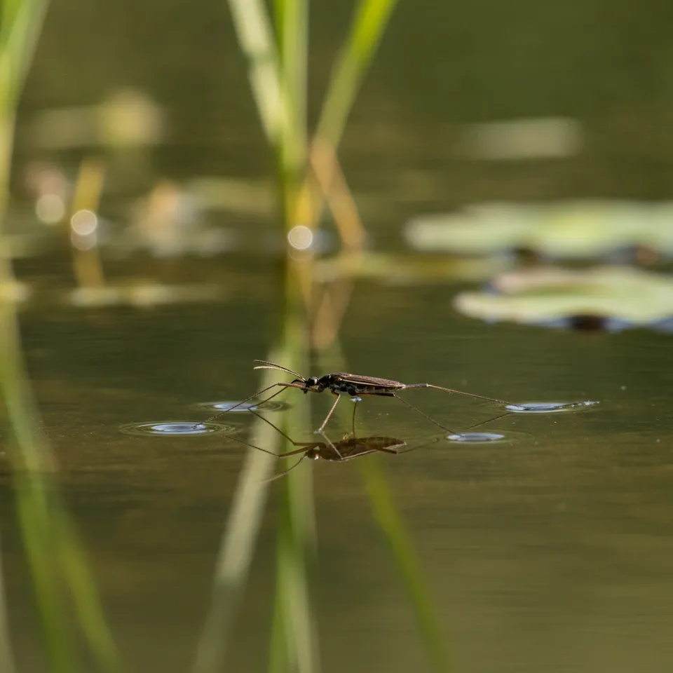 Pond Skater thumbnail