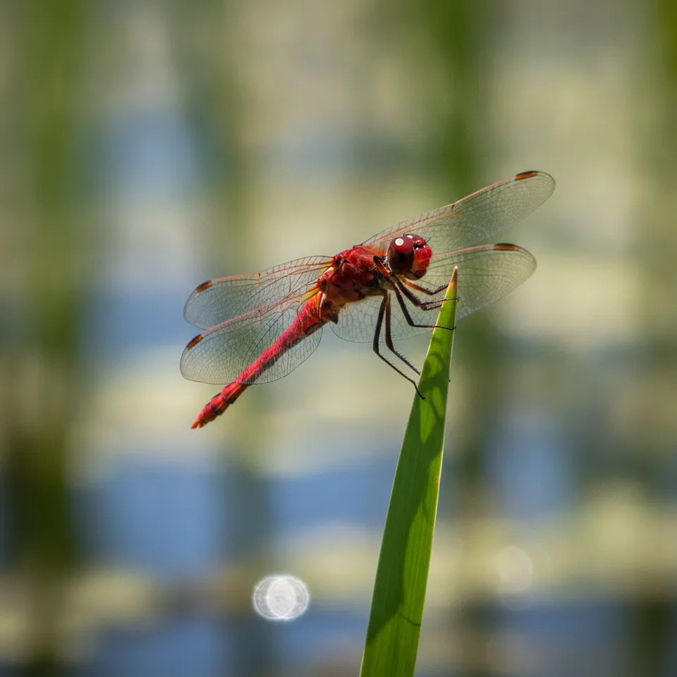 Scarlet Percher thumbnail