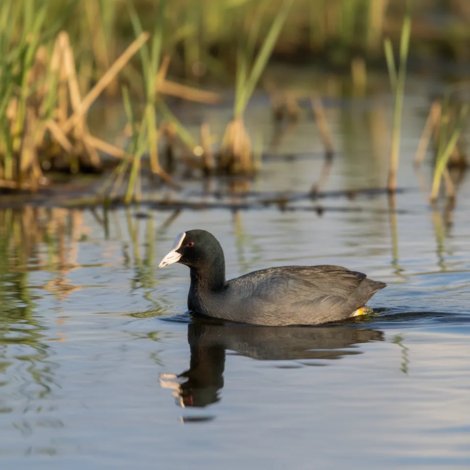 Coot thumbnail